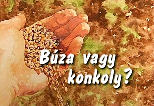  Búza vagy konkoly